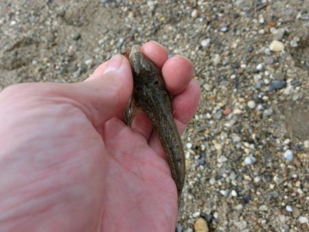 ゆったりとキス釣り