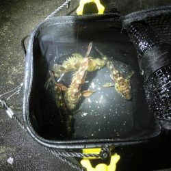 雨が降る前にライトゲーム