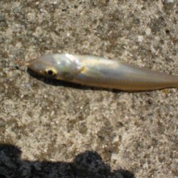 アオリイカ居ない