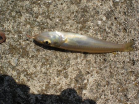 アオリイカ居ない