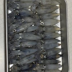 今年初のヒイカ釣り！！