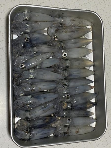 今年初のヒイカ釣り！！