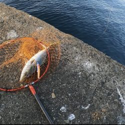 場所ムラあり青物好調