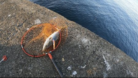 場所ムラあり青物好調