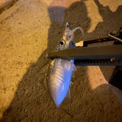 短時間アジング