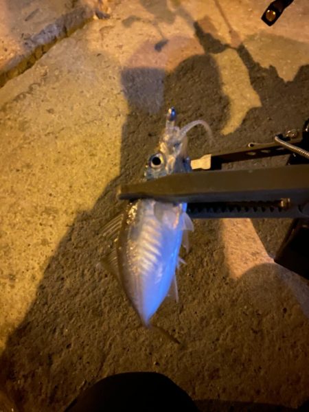 短時間アジング