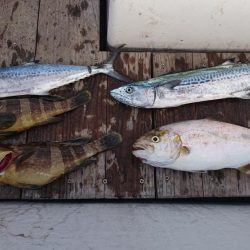 レンタルボートでタイラバ 、ジギング