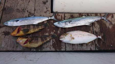 レンタルボートでタイラバ 、ジギング