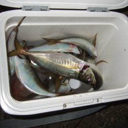 強風と寒さに耐えて