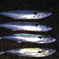 サゴシ釣り
