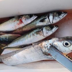 大サバまだまだ爆釣