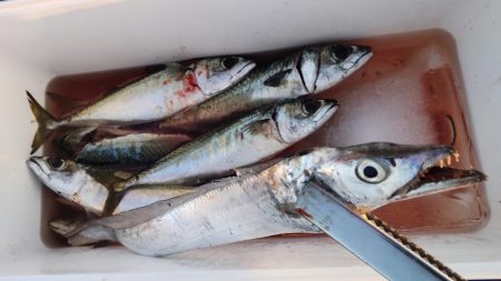大サバまだまだ爆釣
