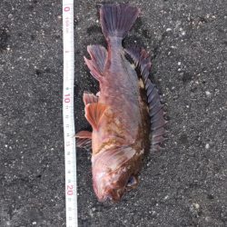 ライトワインドでガシラゲーム