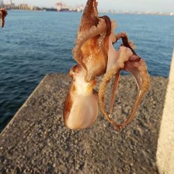 キスのアタリが消えた播磨新島