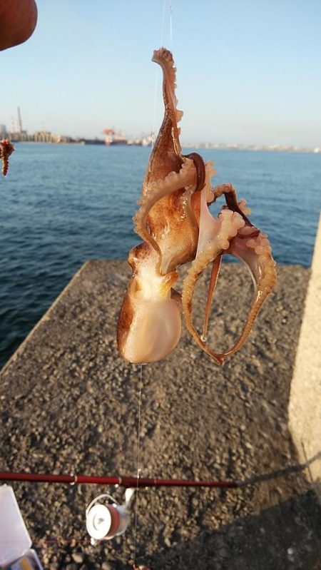 キスのアタリが消えた播磨新島