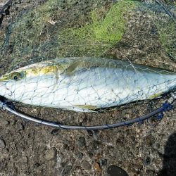 早朝から出撃しました