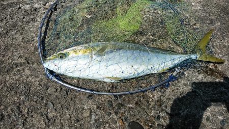 早朝から出撃しました