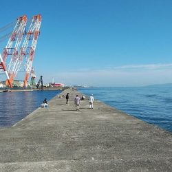 良型キスが釣れ始めました