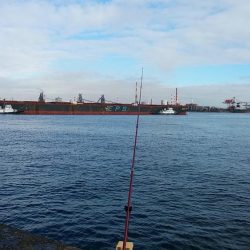 良型キスのアタリを楽しめました