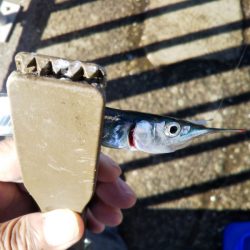 久しぶりのサヨリ釣り