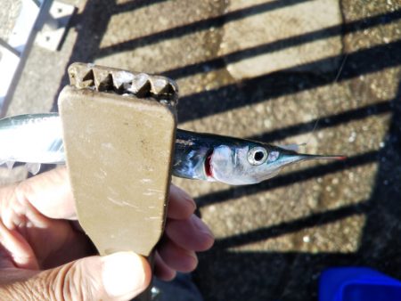 久しぶりのサヨリ釣り