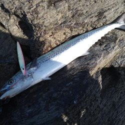 サバ読んで80センチ