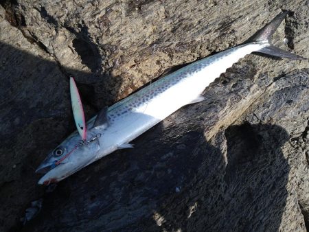 サバ読んで80センチ