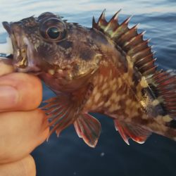 ガシラ14  サバ1