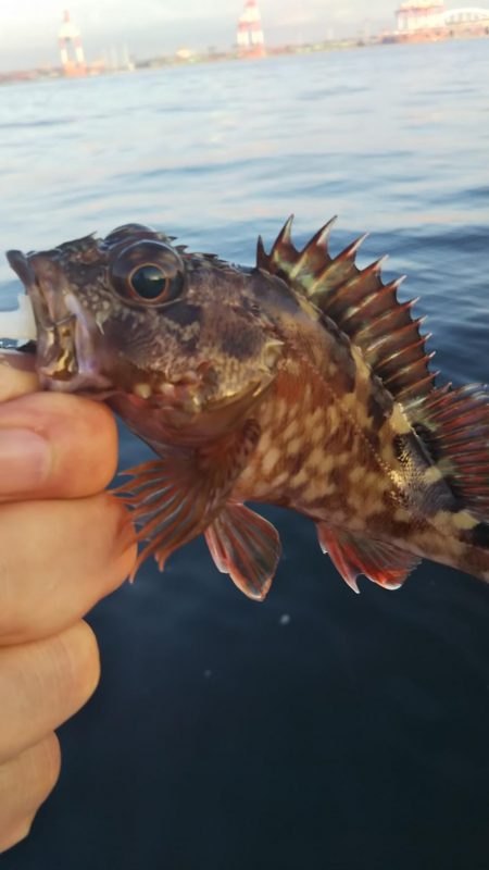 ガシラ14  サバ1