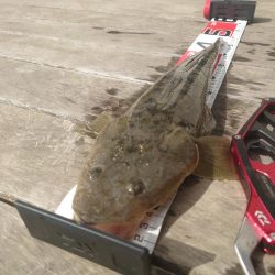 マゴチになります！