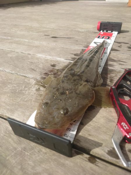 マゴチになります！