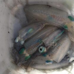 朝マズメでアオリイカ狙い