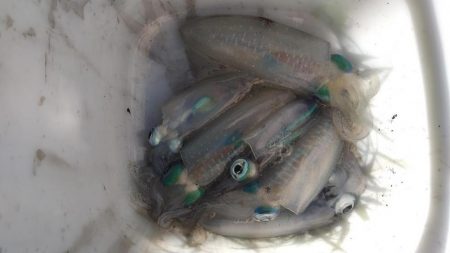 朝マズメでアオリイカ狙い