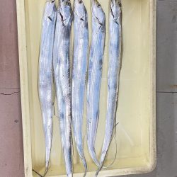 かわいい太刀魚