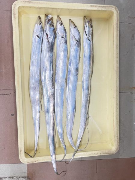 かわいい太刀魚