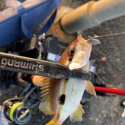 サゴシが入ればピッチングで入れ食い