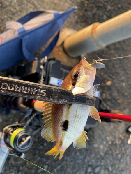 サゴシが入ればピッチングで入れ食い
