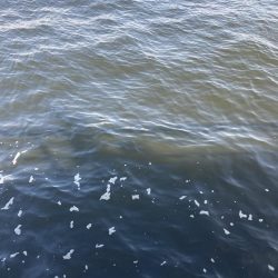 30分だけの鯖無限城。ボラすらな魚っ気無さ。。