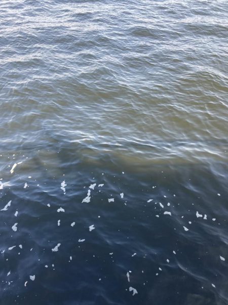 30分だけの鯖無限城。ボラすらな魚っ気無さ。。