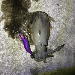 秋はイカがおすごし?