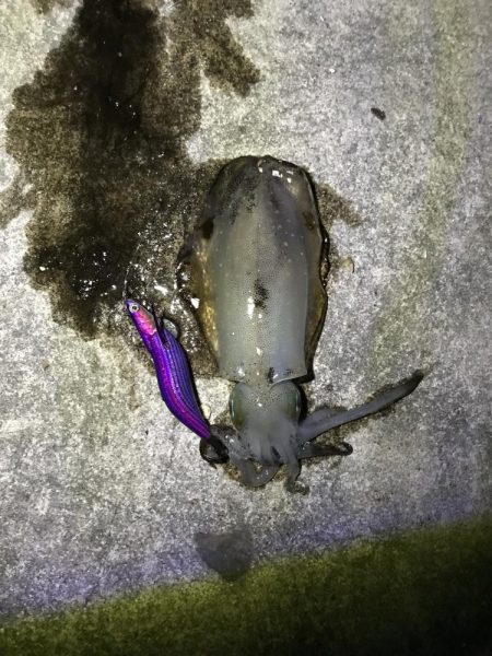 秋はイカがおすごし？