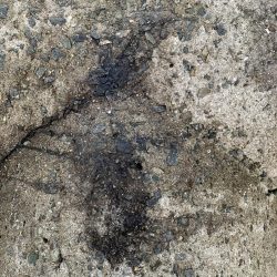 エギング初釣果