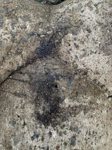 エギング初釣果