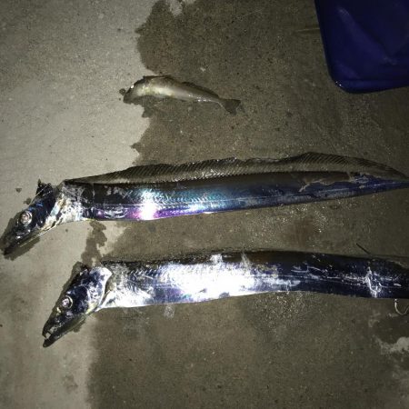 タチウオの数釣りも終わりか？