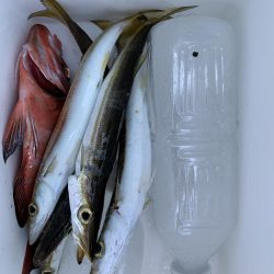 アジングでカマス