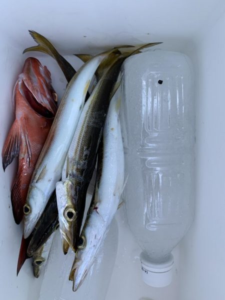 アジングでカマス