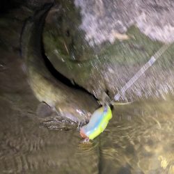 今日は釣れました！！