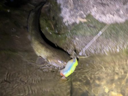 今日は釣れました！！