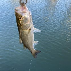 シーバスデイゲーム