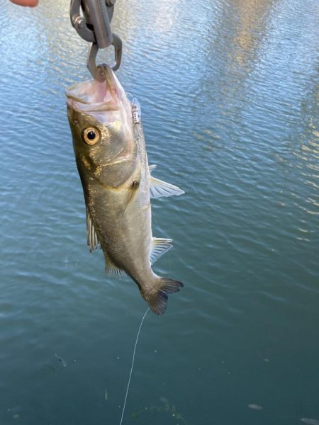 シーバスデイゲーム